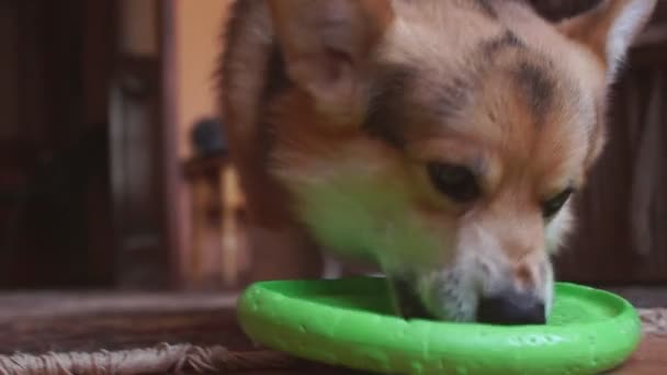 Lustiger, verspielter Hund spielt mit Frisbee. — Stockvideo