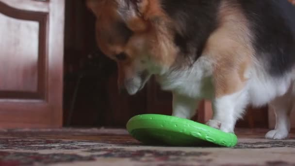 Engraçado, brincalhão cão brinca com frisbee . — Vídeo de Stock