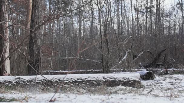 Perro en un paseo en un hermoso bosque de invierno . — Vídeos de Stock