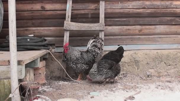 Paarung von Hahn und Huhn. — Stockvideo