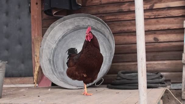 Un gallo está en el patio de una casa rural . — Vídeos de Stock
