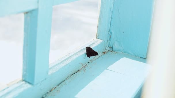 Motýl, zamčené uvnitř domu, vlaje na okna starého domu. — Stock video