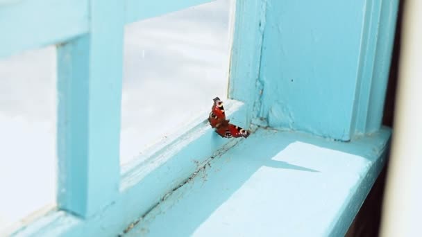 Le papillon, enfermé à l'intérieur de la maison, flotte à la fenêtre de la vieille maison . — Video