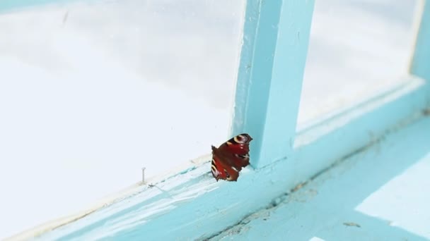 Butterfly, låst inne i huset, fladdrar vid fönstret på det gamla huset. — Stockvideo