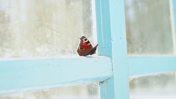 Motyl, zamknięte wewnątrz domu, powiewa w oknie starego domu. — Wideo stockowe