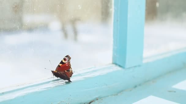 Le papillon, enfermé à l'intérieur de la maison, flotte à la fenêtre de la vieille maison . — Video