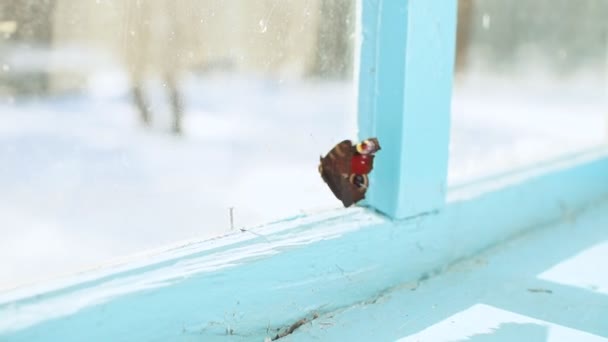 Le papillon, enfermé à l'intérieur de la maison, flotte à la fenêtre de la vieille maison . — Video