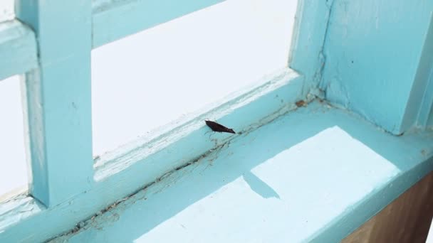 Η πεταλούδα, κλειδωμένα μέσα στο σπίτι, φτερουγίζει στο παράθυρο του παλιού σπιτιού. — Αρχείο Βίντεο