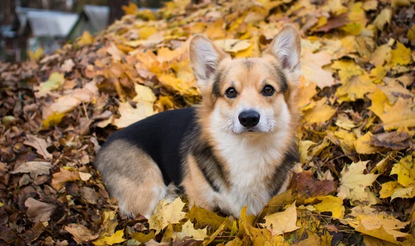 Dog breed Welsh Corgi Pembroke on a walk in a beautiful autumn forest. — Stock Photo, Image
