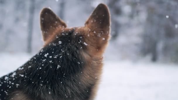 Galce Corgi kış ormanda bir yürüyüş. — Stok video