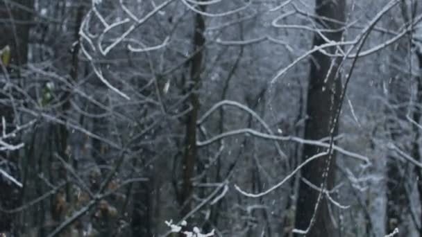 Welsh Corgi på en promenad i skogen vinter. — Stockvideo
