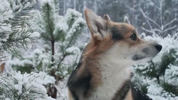 Welsh Corgi på en promenad i skogen vinter. — Stockvideo