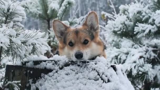 Corgi galês em um passeio na floresta de inverno . — Vídeo de Stock