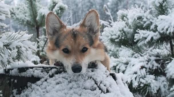 Corgi gallese in passeggiata nella foresta invernale . — Video Stock