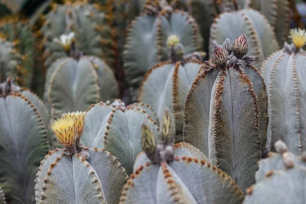 Cactus plants or Astrophytum asterias is a species of cactus plant in the genus Astrophytum at cactus farm. Nature Green Cactus Pot. Cactus patterns. Cactus plants Astrophytum with blurred background.