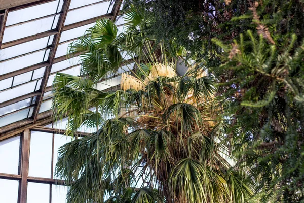 24.01.2019 kyiv, Ukraine. A.V. Fomin Botanical. The first time the palm tree bloomed in the winter of 1978-1979, and now blooms every winter in January. Thus, this year the palm has an anniversary, fortieth flowering. Palm trees for over 200 years.
