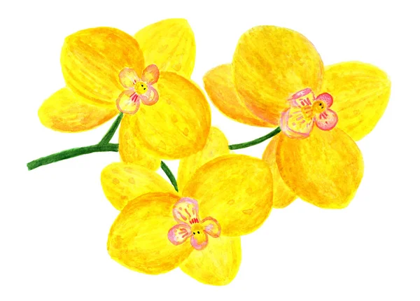 Fiori Orchidea Gialla Illustrazione Acquerello Ramo Con Tre Fiori Orchidea — Foto Stock