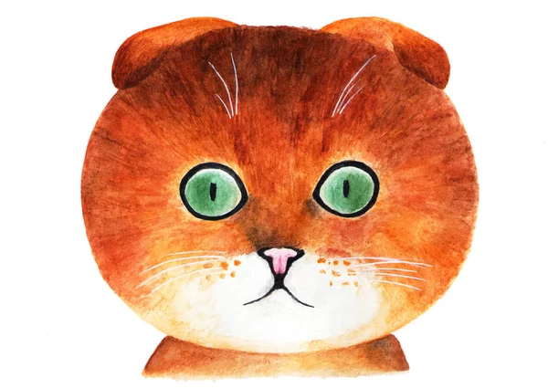 Gyllene Skotsk Katt Akvarell Illustration Porträtt Gyllene Skotsk Katt Vit — Stockfoto