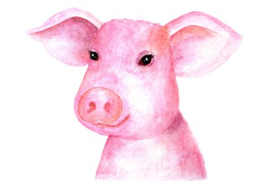 Pembe bir domuz portresi. Renk eskiz. Beyaz bir arka plan üzerinde domuz bir suluboya portre. Gösterim amacıyla kitap, baskı, Tasarım.