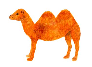 Deve standları. Sulu boya resim. Güzel deve. Beyaz arka plan üzerinde illüstrasyon izole. Dekor, ambalaj, logo, yazdırma için resim.