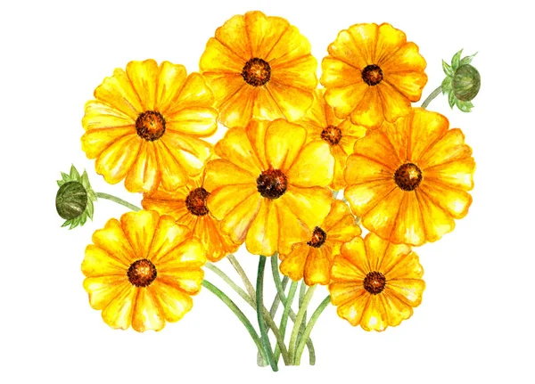 Buquê Flores Coreopsis Sunray Ilustração Aquarela Flores Amarelas Buquê Raio — Fotografia de Stock