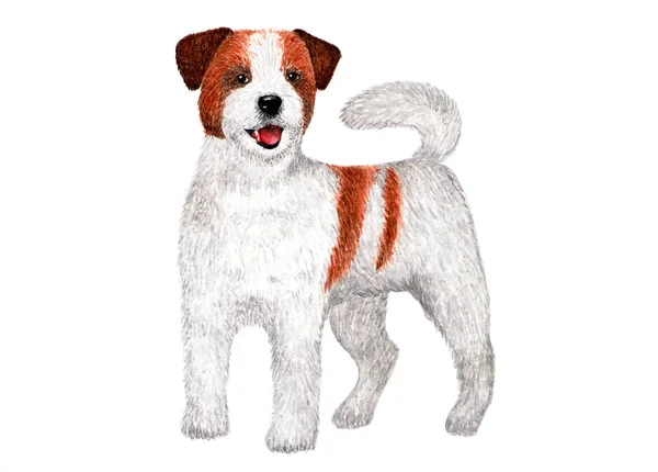 Long Haired Jack Russell Terrier Watercolor Illustration Portrait Long Haired — Stock Photo, Image