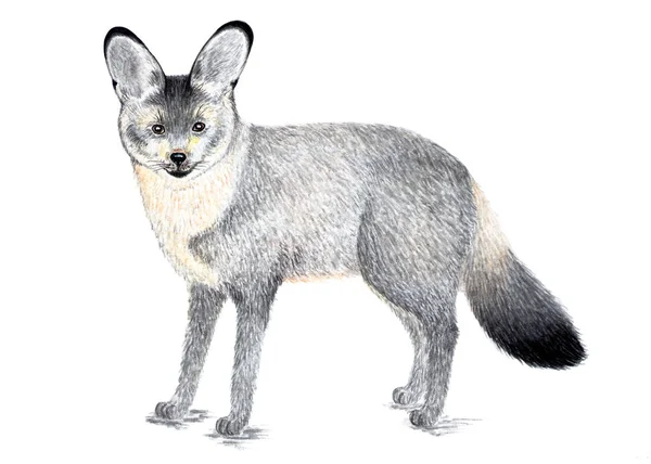 Raposa Orelhas Mortas Watercolor Illustration Bat Eared Fox Mamífero Predador — Fotografia de Stock