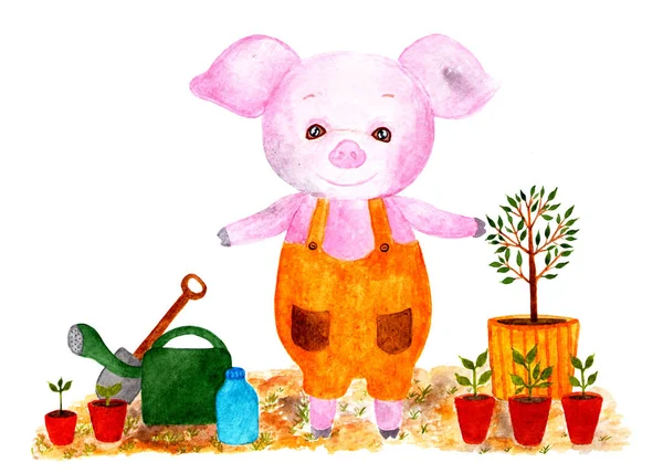 Cute pig. Watercolor illustration. Pig is preparing in planting seedlings, planting the garden. Monthly calendar with piglet. Illustration - May.