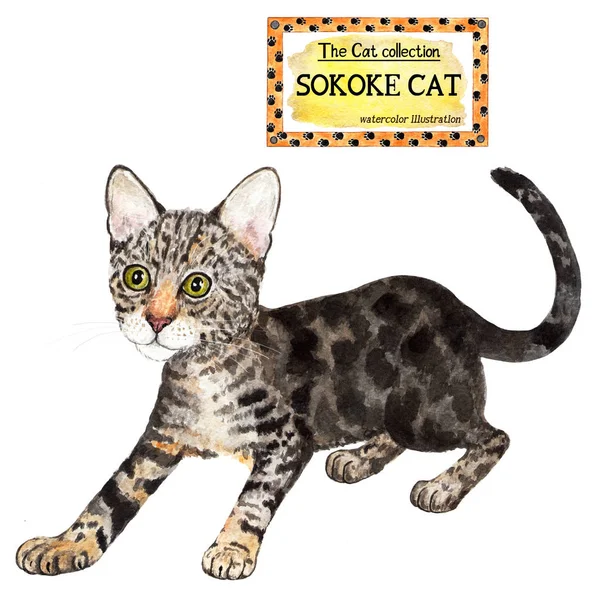 แมวซ คอลเลกช นแมว ภาพประกอบส คอลเลกช แมว ภาพประกอบส าหร บการออกแบบ ตกแต — ภาพถ่ายสต็อก