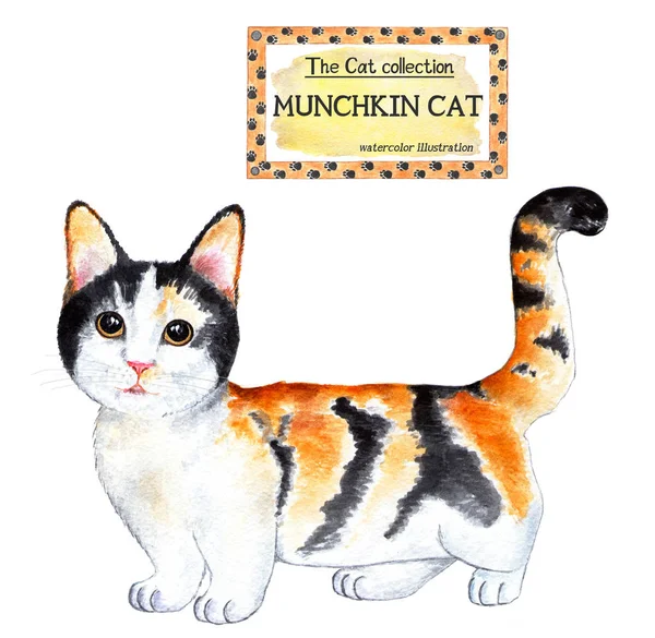 マンチキン猫猫のコレクション 水彩画イラスト 猫の品種コレクション ホームペット かわいい子猫デザイン用イラスト 装飾用 印刷用 — ストック写真