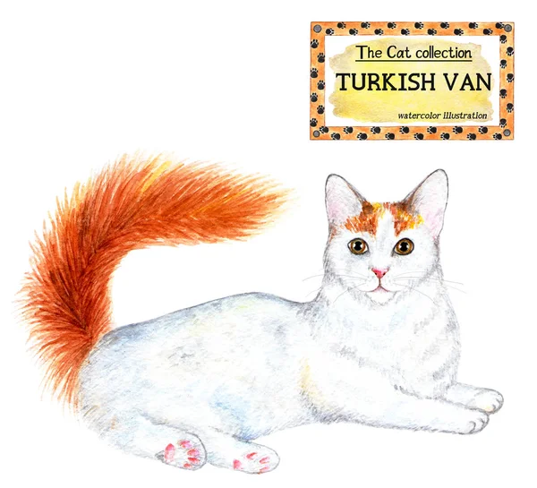Turkse Van Cat Collectie Cat Aquarel Illustratie Katten Ras Collectie — Stockfoto