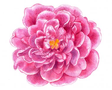 Şakayık. Suluboya illüstrasyon. Çizilmiş Botanik illüstrasyon. Gerçekçi çiçek, tasarım için beyaz arka plan üzerinde izole nesne.