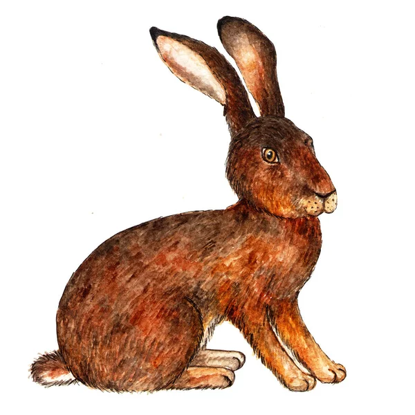Europeisk Hare Akvarell Illustration Hare Sitter Forest Dweller Isolerat Mönster — Stockfoto