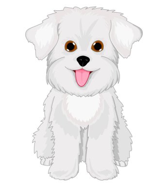 Beyaz süs köpeği. Bichon Frise. Malta malı. Kameraya poz veren sevimli beyaz köpek yavrusu. Kucak köpeği gülümsüyor.