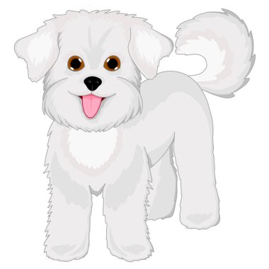 Beyaz süs köpeği. Bichon Frise. Şirin beyaz köpek yavrusu oynuyor. Köpek mutlu bir şekilde kuyruğunu sallıyor..