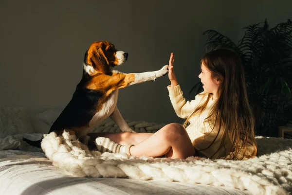 Encantadora Joven Tumbada Sofá Mirando Perro Beagle Cinco Sonriente Lindo —  Fotos de Stock