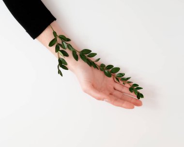 Bakımlı kadının elleri masanın üzerinde yeşil yaprakları ile. Kozmetik eller için anti kırışıklık. Doğal güzellik, hassasiyet ve cilt bakım kavramı. Ekoloji, çevre koruma kavramı