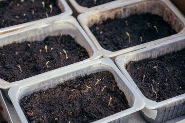 Tepsi küçük fidan topraktan çimlenme