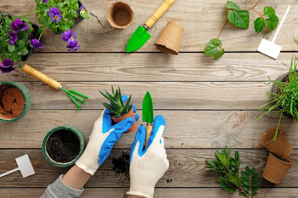 Gärtnerhände mit Handschuhen, die Blumen in Topf mit Erde oder Schmutz pflanzen. Frühjahrsgarten funktioniert Konzept. flache Lagekomposition von oben eingefangen — Stockfoto