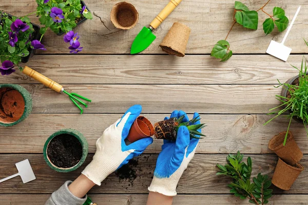 Hands in gloves planting flower in pot with dirt or soil. Spring garden works concept. Flat lay composition, top view. — Stock Photo, Image