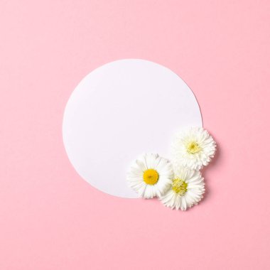 Bahar doğa minimal kavram. Papatya çiçekler ve pastel pembe arka plan üzerinde beyaz daire şeklinde kağıt kart. Kopyalama alanı ile düz yatıyordu kompozisyon. Üst görünüm, genel merkez