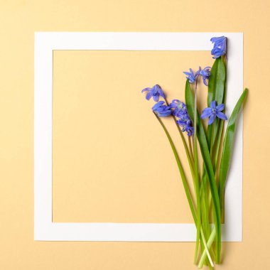 Bahar çiçekleri kavramı. Sınır çerçevesi ve pastel sarı arka plan üzerinde mavi yaprakları ile ihale çiçekler. Bahar satış sezonu afiş şablonu. Düz döşeme kompozisyonu. Üst görünüm, genel merkez