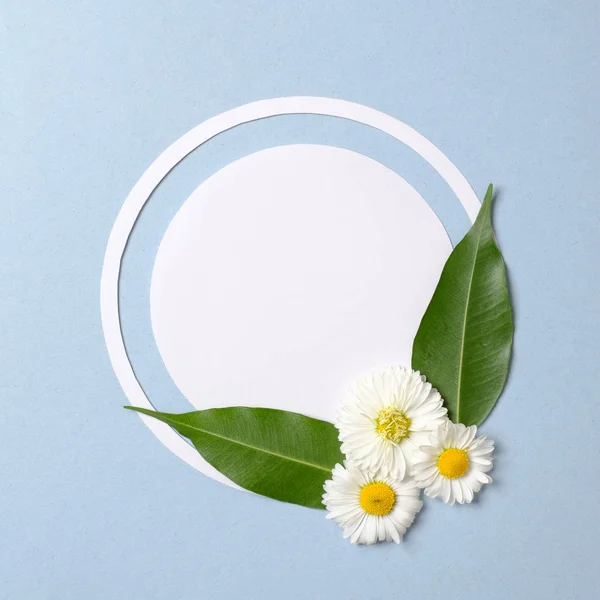 Spring nature minimal concept. Daisy flowers with green leaves and white circle-shaped paper card on pastel blue background. Flat lay composition with copy space. Top view, overhead