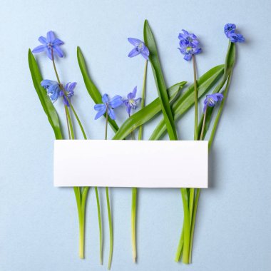 Pastel mavi arka plan üzerinde mor bahar çiçekleri ve boş boş kart yapılmış yaratıcı düzen. Minimal tatil konsepti. Düz döşeme deseni. Üst görünüm, genel merkez