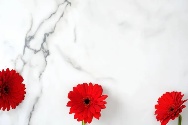 Flower border frame. Red daisy flowers head scattered on marble background. Creative layout, tender minimal flat lay style composition. Womens desk, arrangement, floral design.