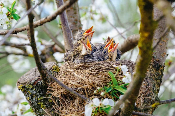 Group of hungry baby birds sitting in their nest on flowering tree with mouths wide open waiting for feeding. Young birds cry
