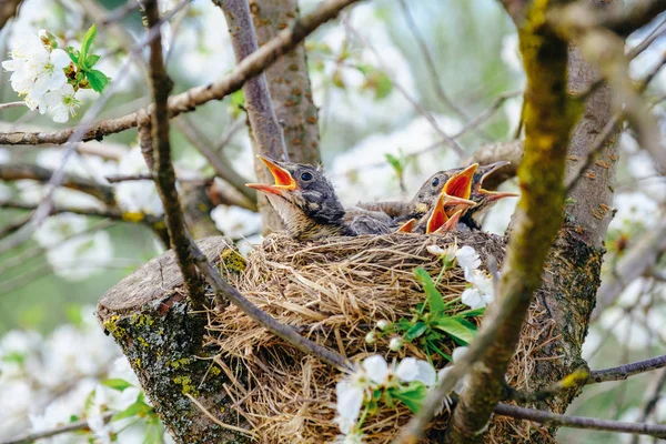 Group of hungry baby birds sitting in their nest on blooming tree with mouths wide open waiting for feeding. Young birds cry.