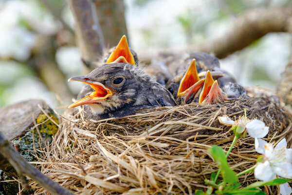 Group of hungry baby birds sitting in their nest on blooming tree with mouths wide open waiting for feeding. Young birds cry