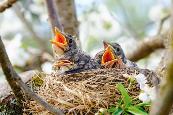 Group of hungry baby birds sitting in their nest on blooming tree with mouths wide open waiting for feeding. Young birds cry — Stock Photo, Image