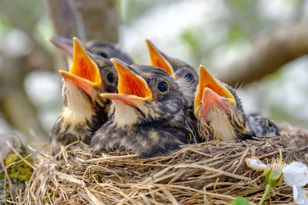 Closeup baby birds with wide open mouth on the nest. Young birds with orange beak, nestling in wildlife. — Stock Photo, Image